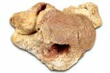 Fossil Spinosaurus Cervical Vertebra - Morocco #342281-3